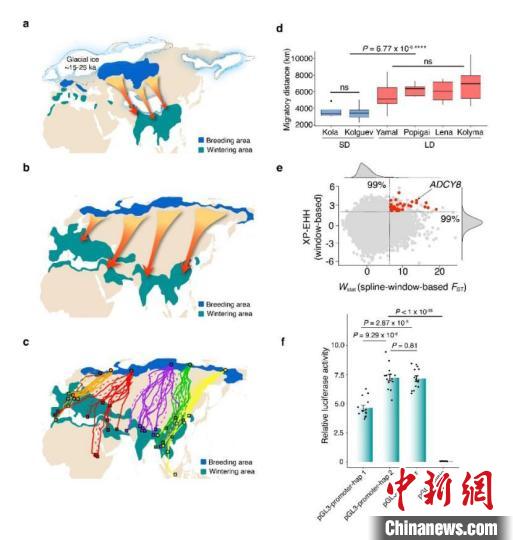 2021年度中国十大科学进展10:北极游隼迁徙路线成因与长距离迁徙关键基因。 科技部高技术研究发展中心(基础研究管理中心) 供图 2021年度中国十大科学进展10:北极游隼迁徙路线成因与长距离迁徙关键基因。 科技部高技术研究发展中心(基础研究管理中心) 供图