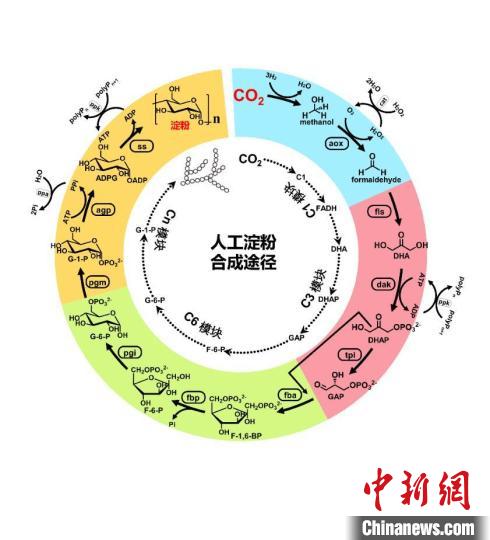 2021年度中国十大科学进展3:人工淀粉合成途径。 科技部高技术研究发展中心(基础研究管理中心) 供图 2021年度中国十大科学进展3:人工淀粉合成途径。 科技部高技术研究发展中心(基础研究管理中心) 供图
