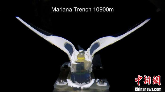 2021年度中国十大科学进展9:软机器人在马里亚纳海沟万米深海驱动实验。 科技部高技术研究发展中心(基础研究管理中心) 供图 2021年度中国十大科学进展9:软机器人在马里亚纳海沟万米深海驱动实验。 科技部高技术研究发展中心(基础研究管理中心) 供图