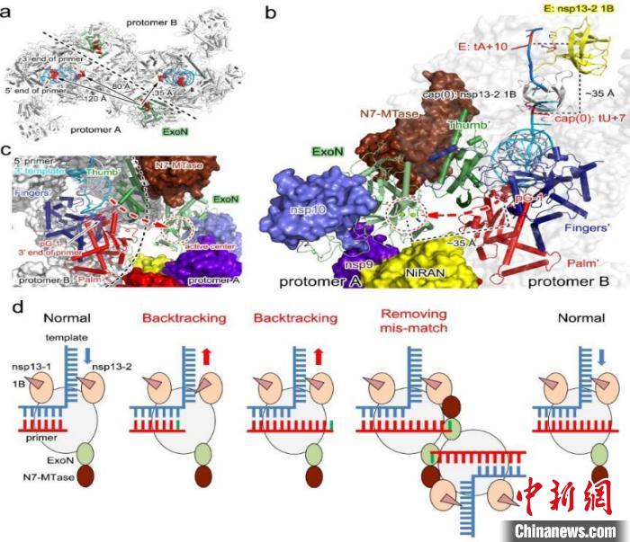 2021年度中国十大科学进展5:新冠病毒“反式回溯”的复制矫正机制。 科技部高技术研究发展中心(基础研究管理中心) 供图 2021年度中国十大科学进展5:新冠病毒“反式回溯”的复制矫正机制。 科技部高技术研究发展中心(基础研究管理中心) 供图